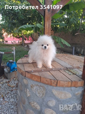 Померан , снимка 3 - Померан - 51494832