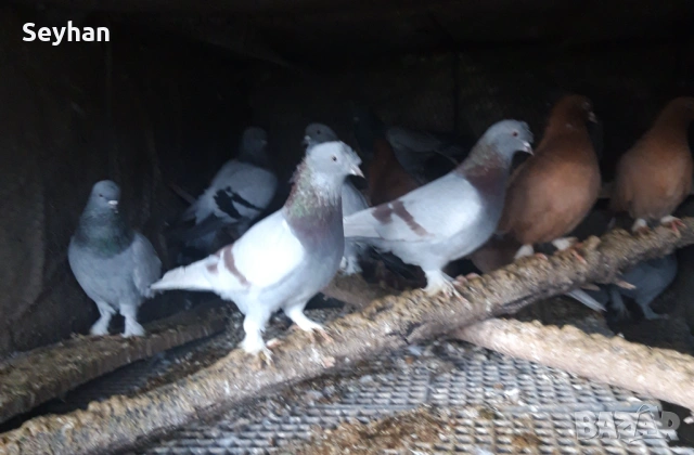 Гълъби гълъби , снимка 4 - Гълъби - 53398878