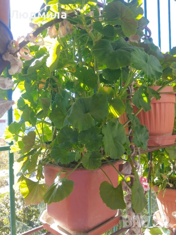 Мушкато,много богати,големи сандъчета с над 10 корена,последни бройки., снимка 4 - Стайни растения - 52235443