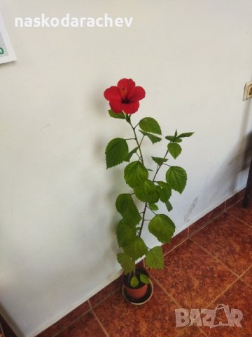 Китайски рози хибискус червена фуния, снимка 15 - Стайни растения - 38143414