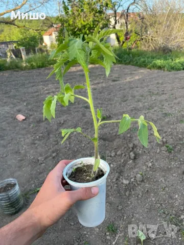 Разсад домати в кофички, различни сортове, снимка 1