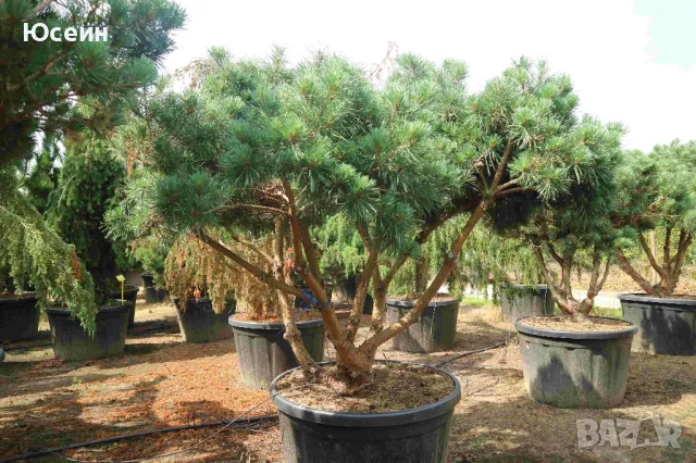 Фиданки от борчета, снимка 14 - Разсади - 48454749