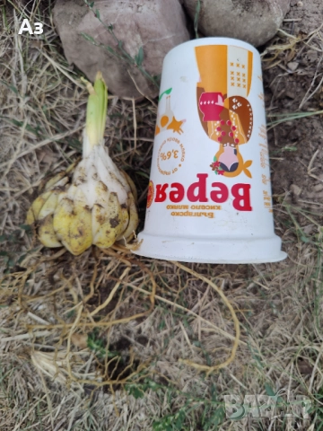 Продавам големи луковици на цветя лилиум за градината, снимка 2 - Сортови семена и луковици - 51555187