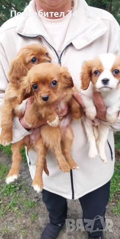 Кавалер кинг чарлз шпаньол 