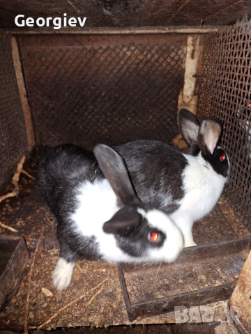 Заек или заешко месо , снимка 3 - Домашни продукти - 48620664