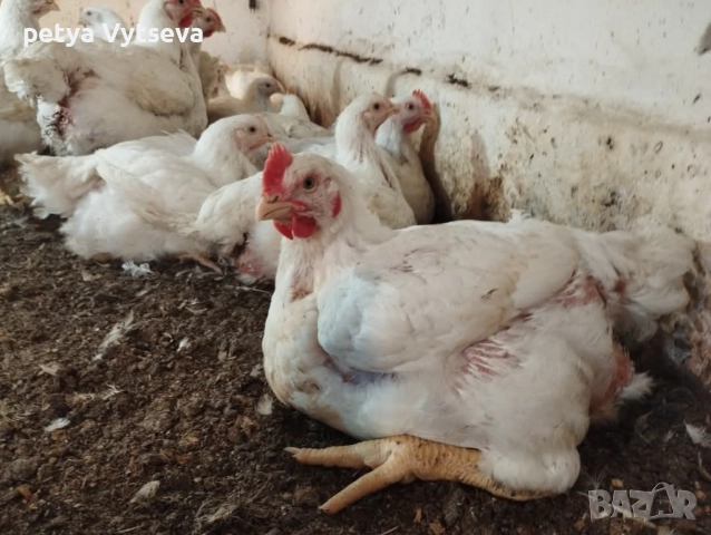 Продавам пилета, снимка 2 - Кокошки и пуйки - 52345402