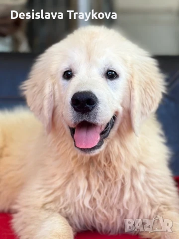 Мъжко и женско кученце Голдън ретривър, снимка 1