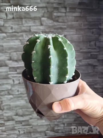 Кактус., снимка 1