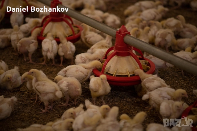 ДО 27.11.25 Пилета Бройлери от ферма в с. Кесарево, снимка 4 - Кокошки и пуйки - 52398946