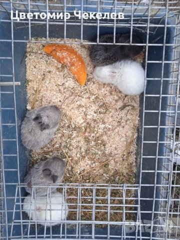 Мини зайчета, снимка 8 - Декоративни зайчета - 43561794