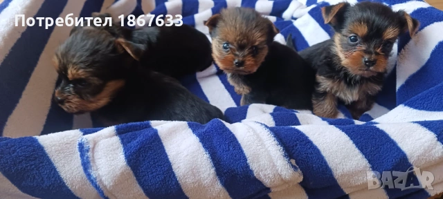 Йоркширски териер, снимка 3 - Йоркширски териер - 53196320