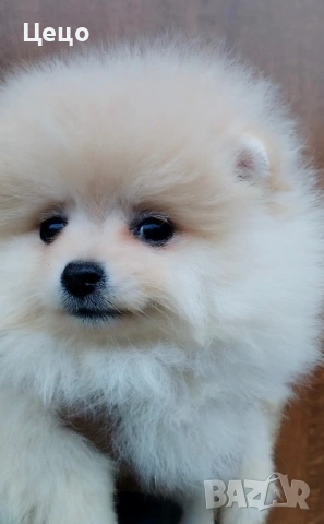 Померан момиче, снимка 2 - Померан - 53280283