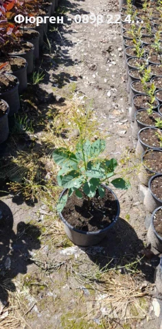 Смрадлика - Зелена, снимка 3 - Разсади - 51385372