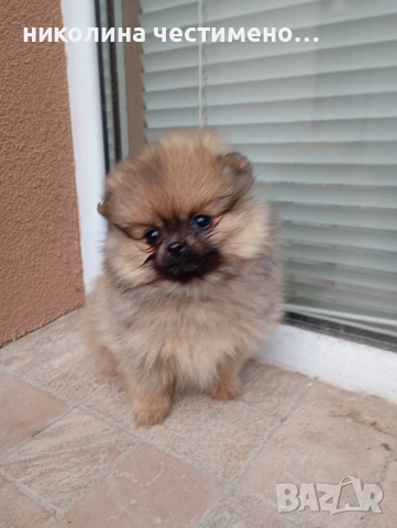 мини момиченце померан