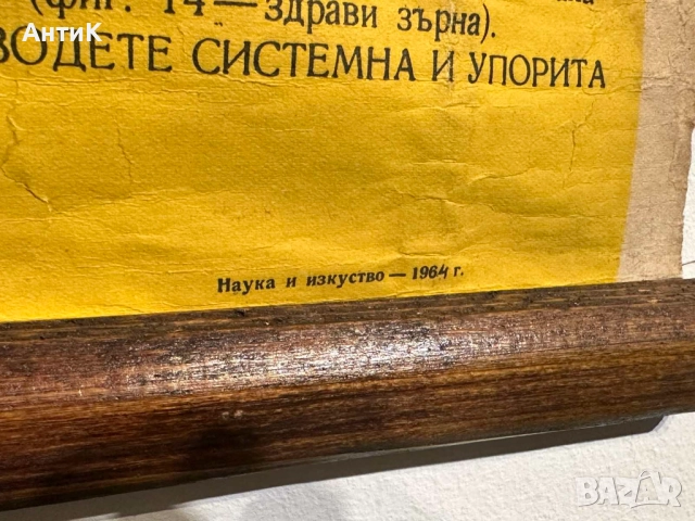 Соц Учебни Плакати Постери Ботаника, снимка 2 - Антикварни и старинни предмети - 52580865