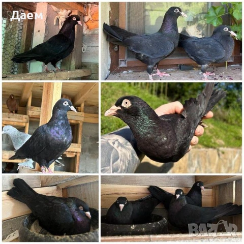 Поморийски Ролер Падащи !, снимка 4 - Гълъби - 53014239