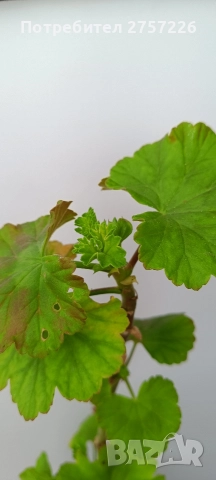 Pelargonium nada k, снимка 3 - Стайни растения - 52988038