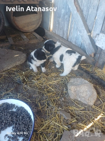 Каракачанки, снимка 3 - Каракачанска овчарка - 53474484