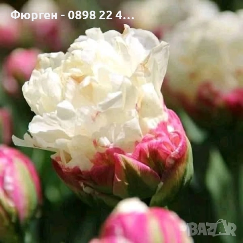 Луковици  на сладоледено лале, снимка 2 - Разсади - 51643678