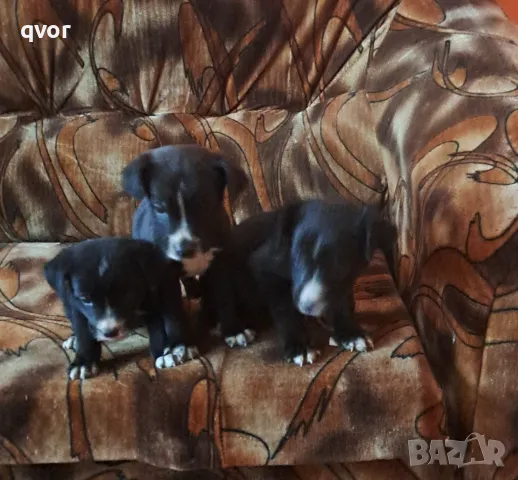 Продавам черни лабрадори, снимка 2 - Лабрадор ретривър - 48460923