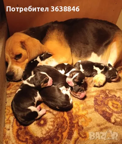 Бигъл , снимка 1