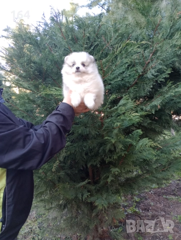 Мъжки Померани. Реални снимки от 29.12.25 г. , снимка 2 - Померан - 52926789