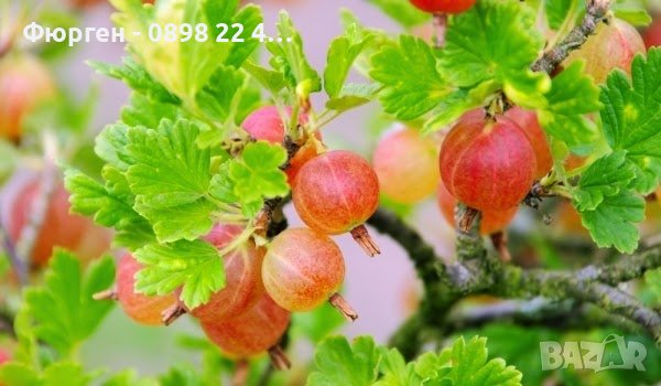 Цариградско грозде, Бодливо грозде Бяло и червено, снимка 12 - Разсади - 42940754