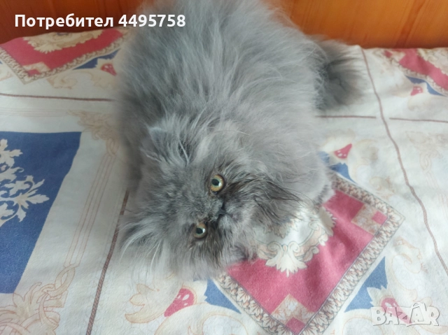 Персийски котенца, снимка 8 - Персийска - 51754390