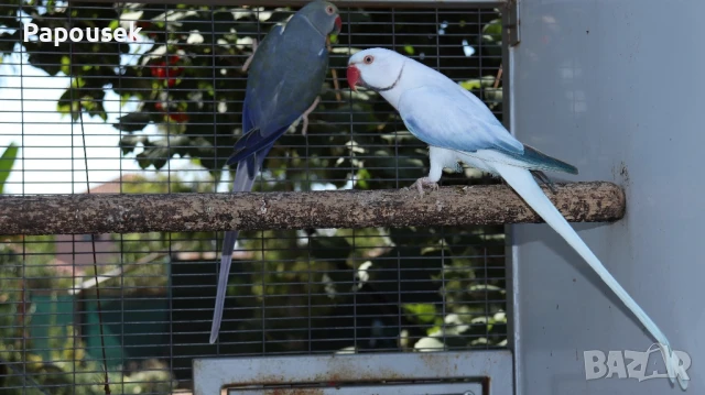 Малки Александри 