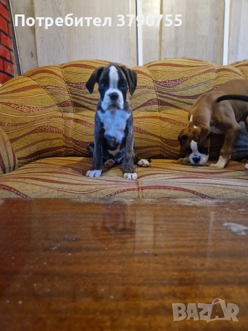 Боксер , снимка 4 - Боксер - 53012002