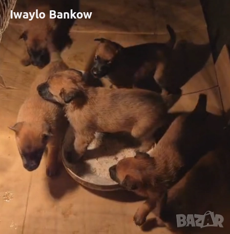 Кученца белгийски овчарки малиноа, снимка 2 - Белгийска овчарка - 52904345