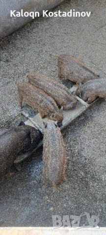 Продавам виетнамски прасета , снимка 5 - Прасета - 51882927