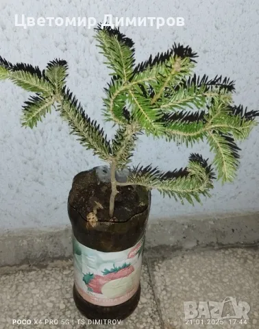 Ела, Елха, Обикновена ела, Бяла ела, снимка 1