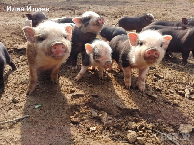 Виетнамски прасета, снимка 4 - Други животни - 52072298