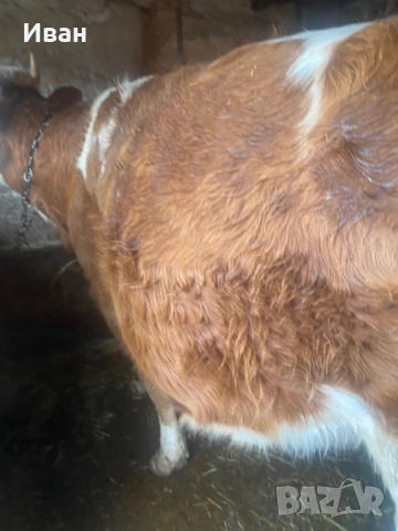 Бременна крава в 7мия месец, снимка 4 - Крави - 53384869