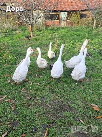 оплодени яйца от гъски Линда , снимка 2 - други­ - 52885216