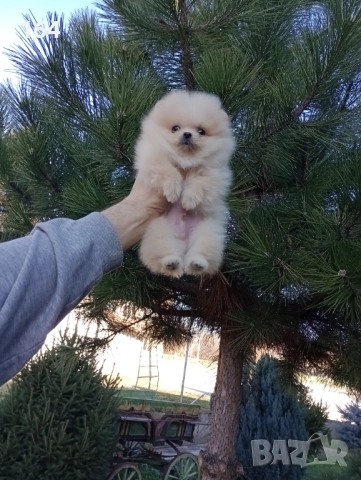 Мини момиченце. Померан.