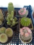 Продавам кактуси, снимка 3