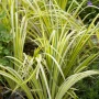 Акорус, Acorus Gramineus Ogon!!!, снимка 2