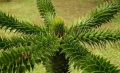 Араукария, Чилийски бор -Araucaria araucana Студоустойчив, снимка 3