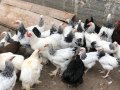 Кокошки - Уникални породи, снимка 10