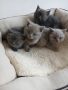 Британски Котета , снимка 3