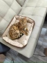 Бенгалска котка мъжка, снимка 1