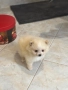 Померан мини , снимка 4