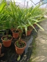 Палми Trachycarpus Fortunei – 1 метър височина, снимка 2