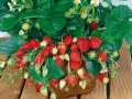 коренчета на ягоди в саксия, снимка 1 - Разсади - 42930697