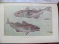 1956г.Научна Книга Илюстрации за Рибите и Водните Обитатели, снимка 3