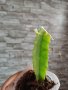 Разсад за питая(драконов плод), снимка 4