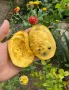 Индиански Банан PawPaw Асимина Трилоба Asimina Triloba, снимка 1