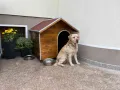 кучешка къща,къща за куче,колиба за куче,кучешка колиба, снимка 11